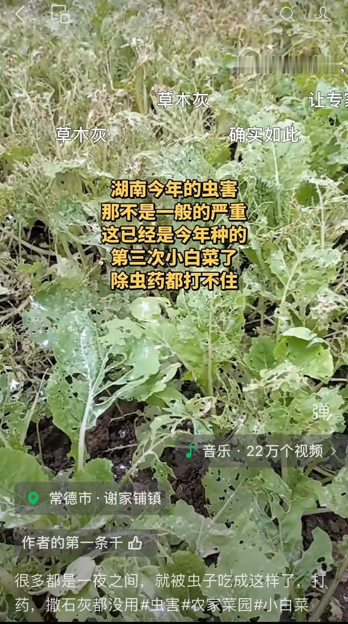 一名湖南常德网友爆料，自家种的小白菜被害虫吃得千疮百孔，这是这么多年种菜以来遭遇