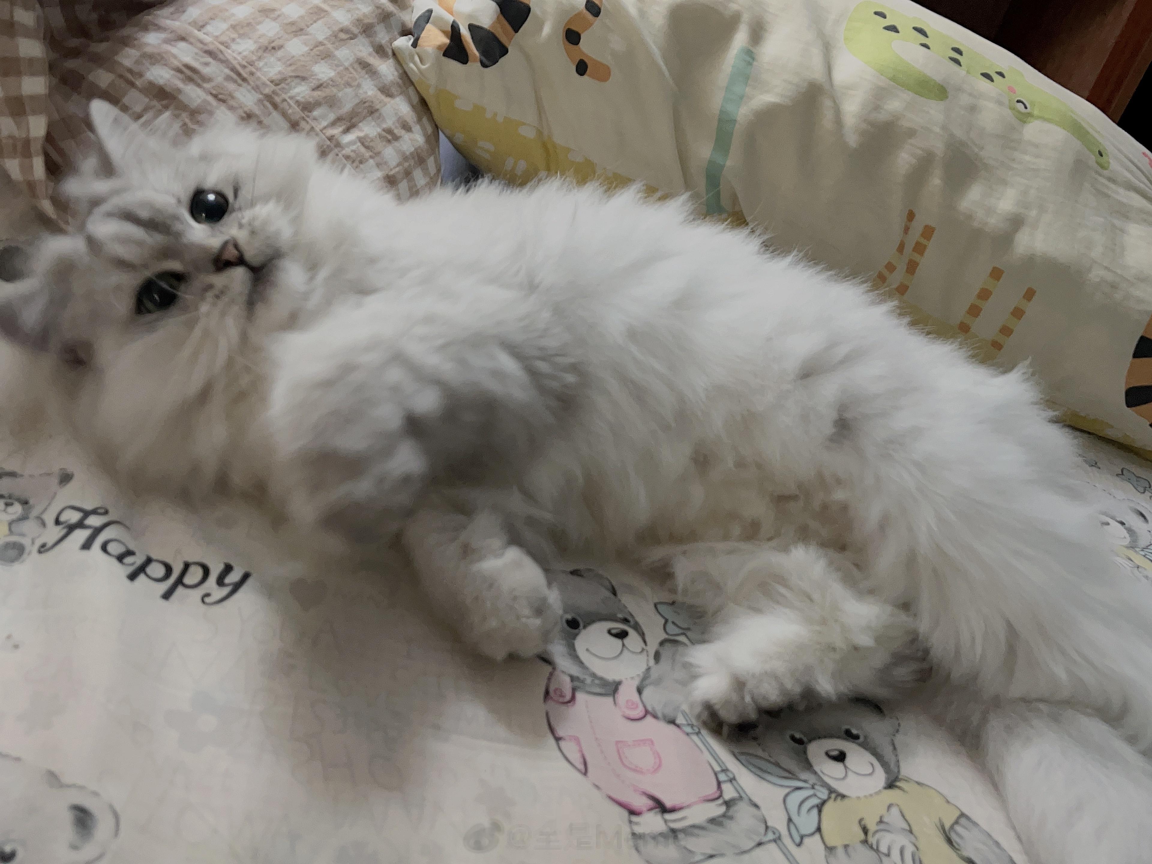 隆重介绍一下这只小猫咪这是我“闺女”它的名字叫：球球  （qīǚqīǚ）以后争取