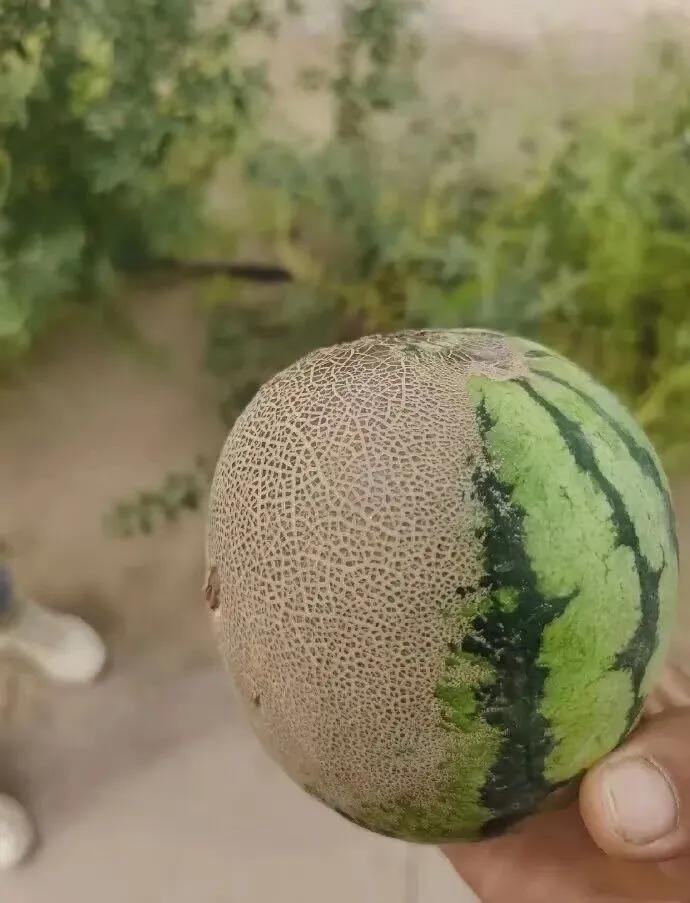 这是西瓜还是哈密瓜？？？？