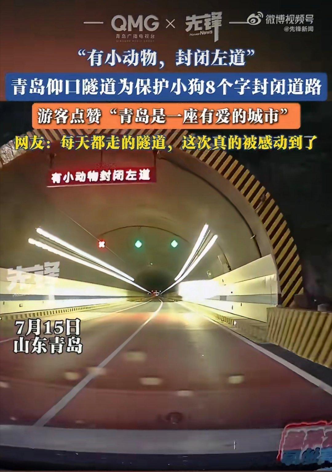 隧道显示屏8个字暖了一座城 小狗意外跑进隧道，屏幕暖心打出提示文字，特意留出一条