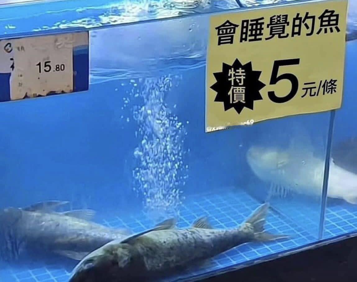 会睡觉的鱼