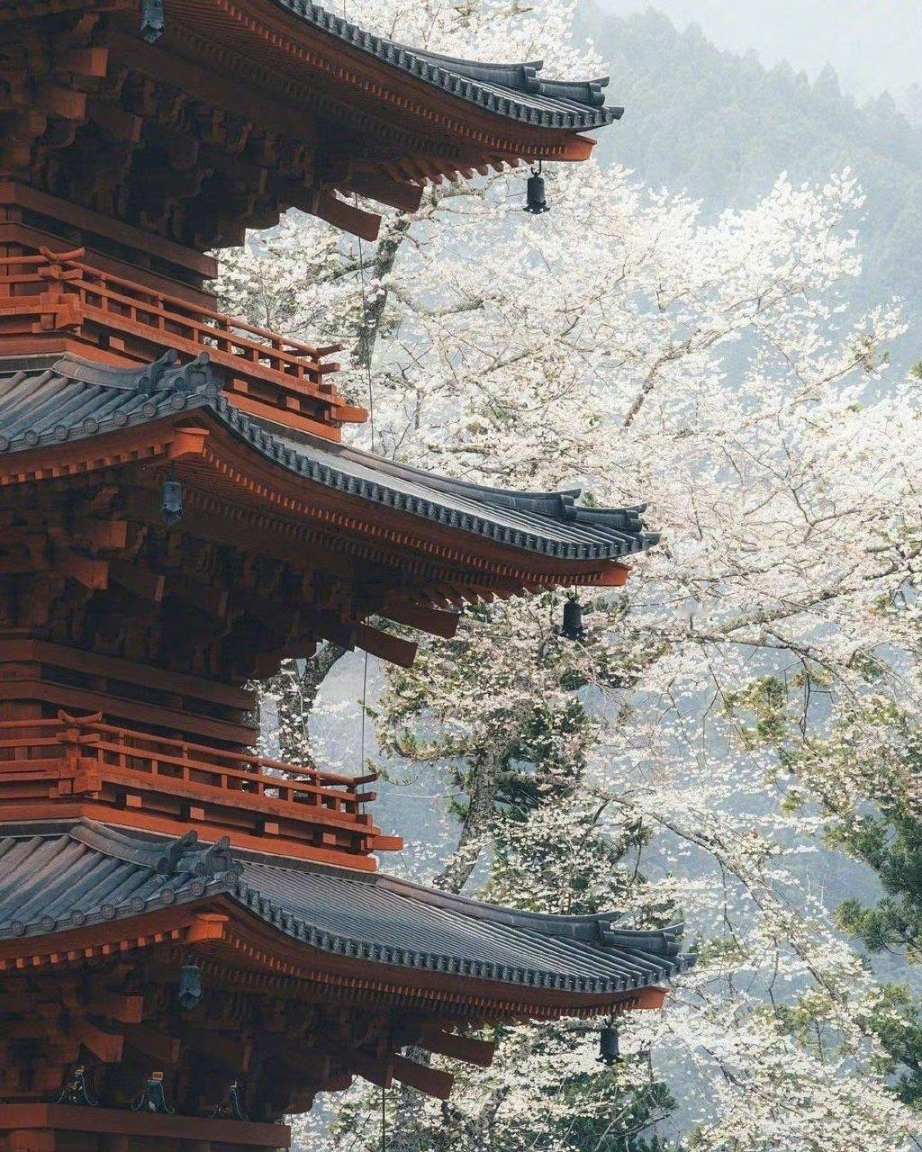 遇见樱花，你的愿望全实现 ​​​