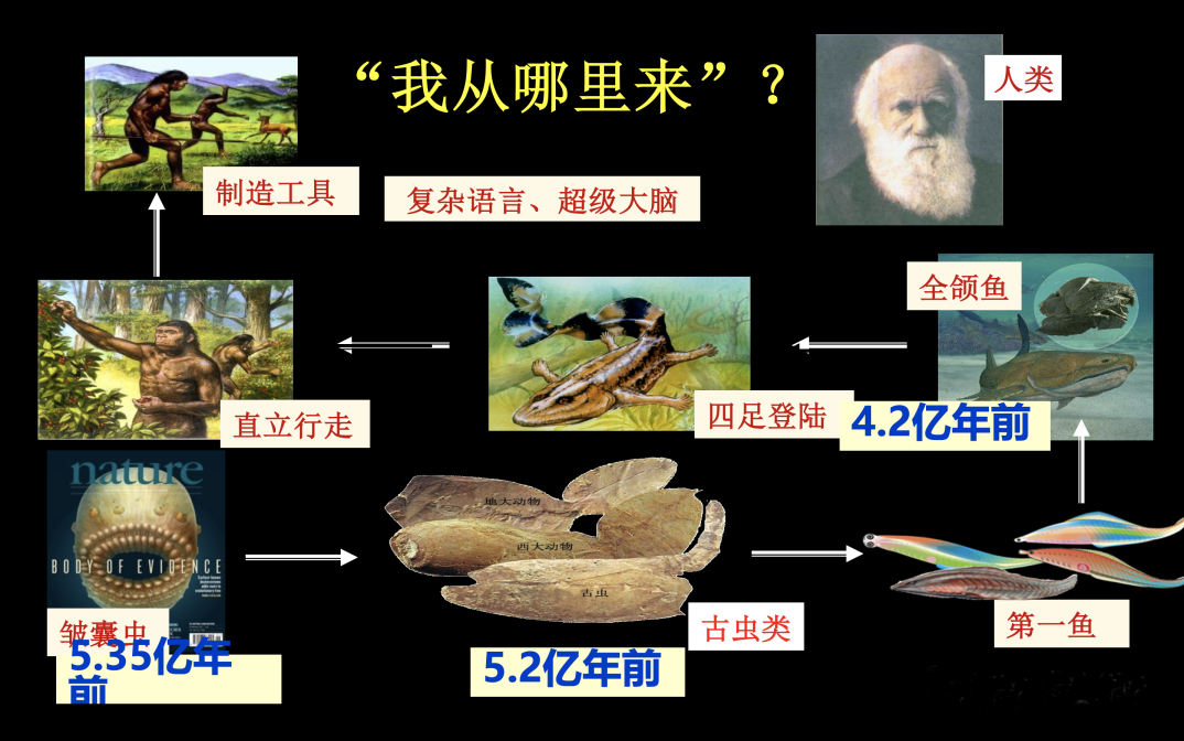 【人类的祖先是条鱼？绝大多数生物的祖先都是…】从胚胎学来看，所有生命在早期都是一