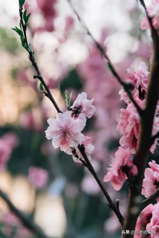 我穿梭在古老的小镇，青石板路在脚下延伸，街边的小店飘出阵阵茶香。远处的山峦被嫩绿