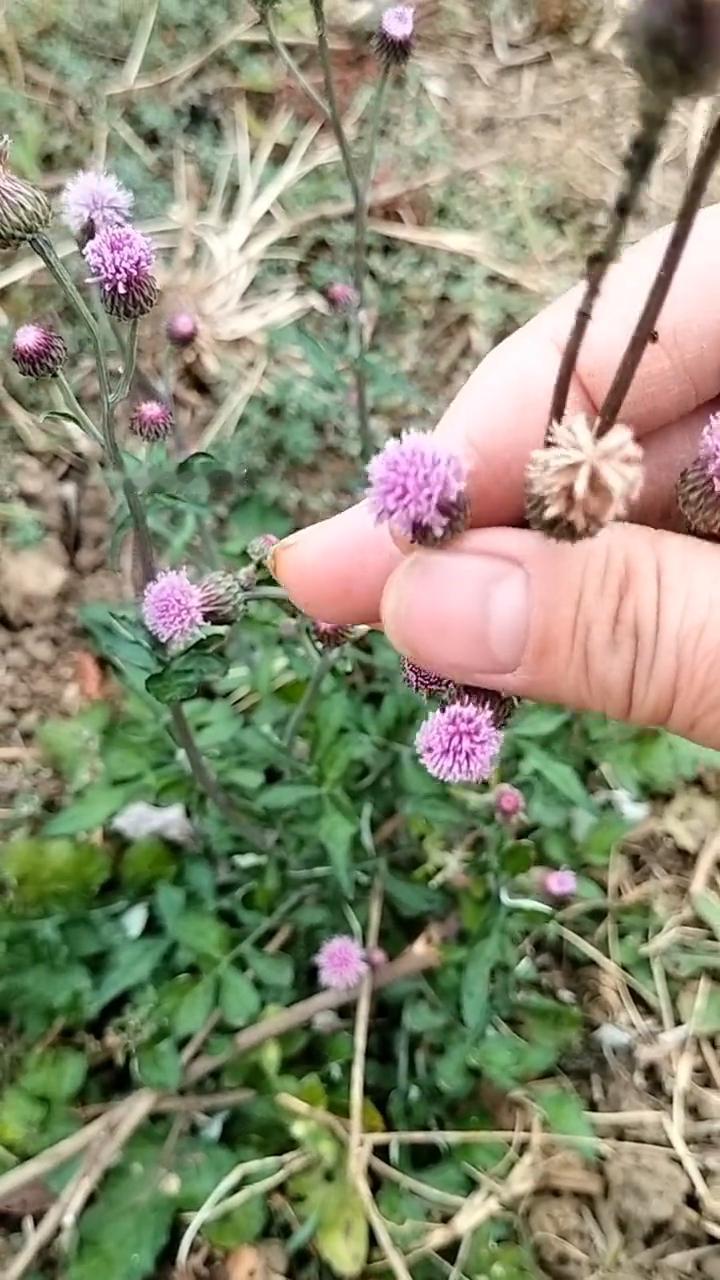 石灰草。
玲姐的乡草。
如果你在田间地头遇见这种顶着红色小花的植物，那你千万不要