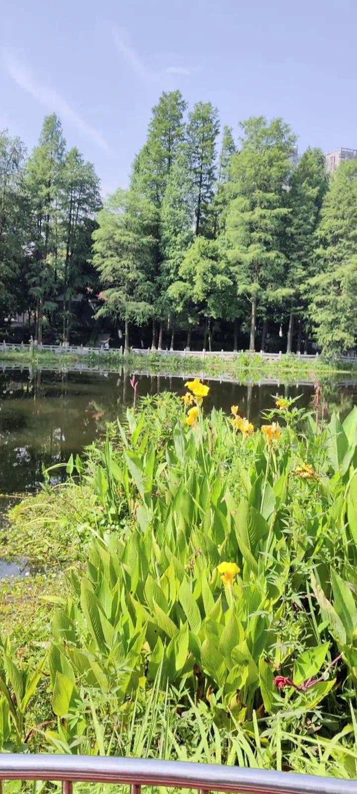 公园的水仙花开了。
这是小樱草，水草，还有燕子。燕子也飞来了，气色好。把燕子也拍