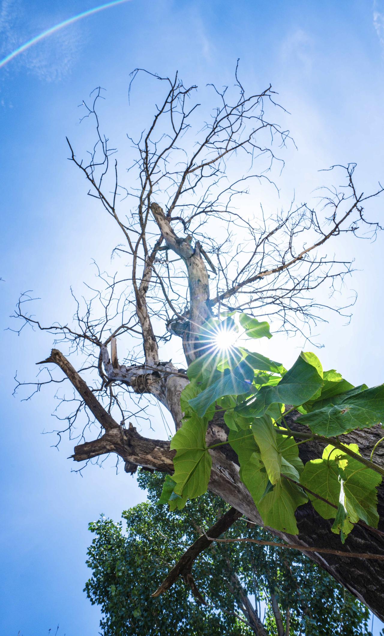 头顶那枯枝，倔强地挺着，像极了咱们牺牲的先辈！ 为了今天的好日子，他们熬过了最冷