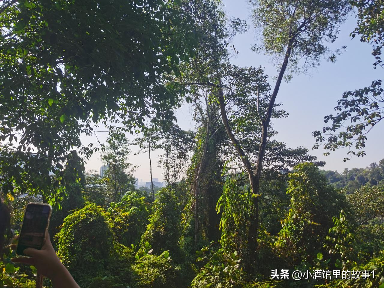 今天又是一个好天气！
今天的天气特别蓝，云也很白，风很轻柔，南方的椰子树枝繁叶茂