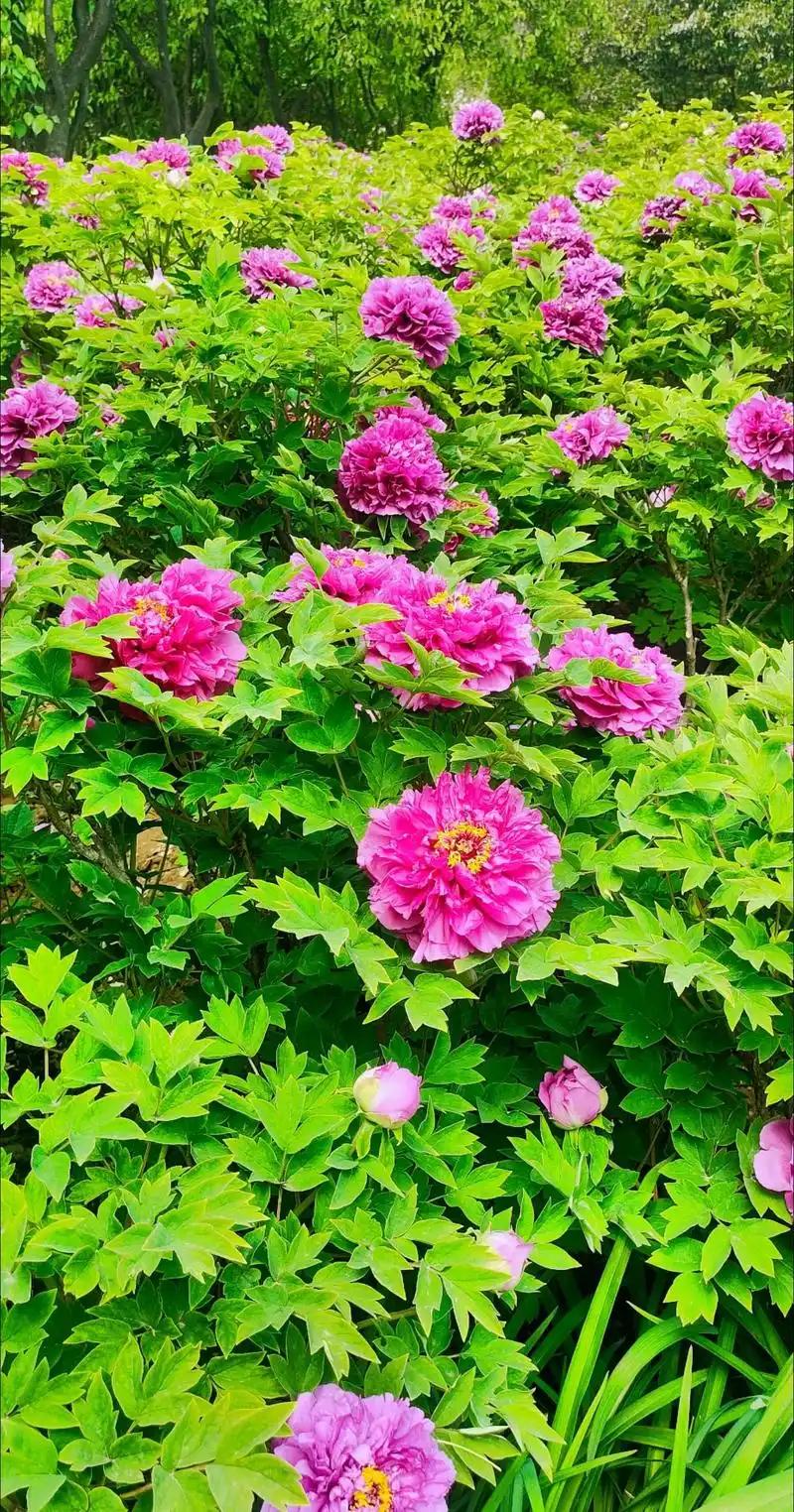 铜川新区牡丹园春日打卡，万株牡丹次第开，雍容华贵满庭芳，不负人间好春光🌸
 春