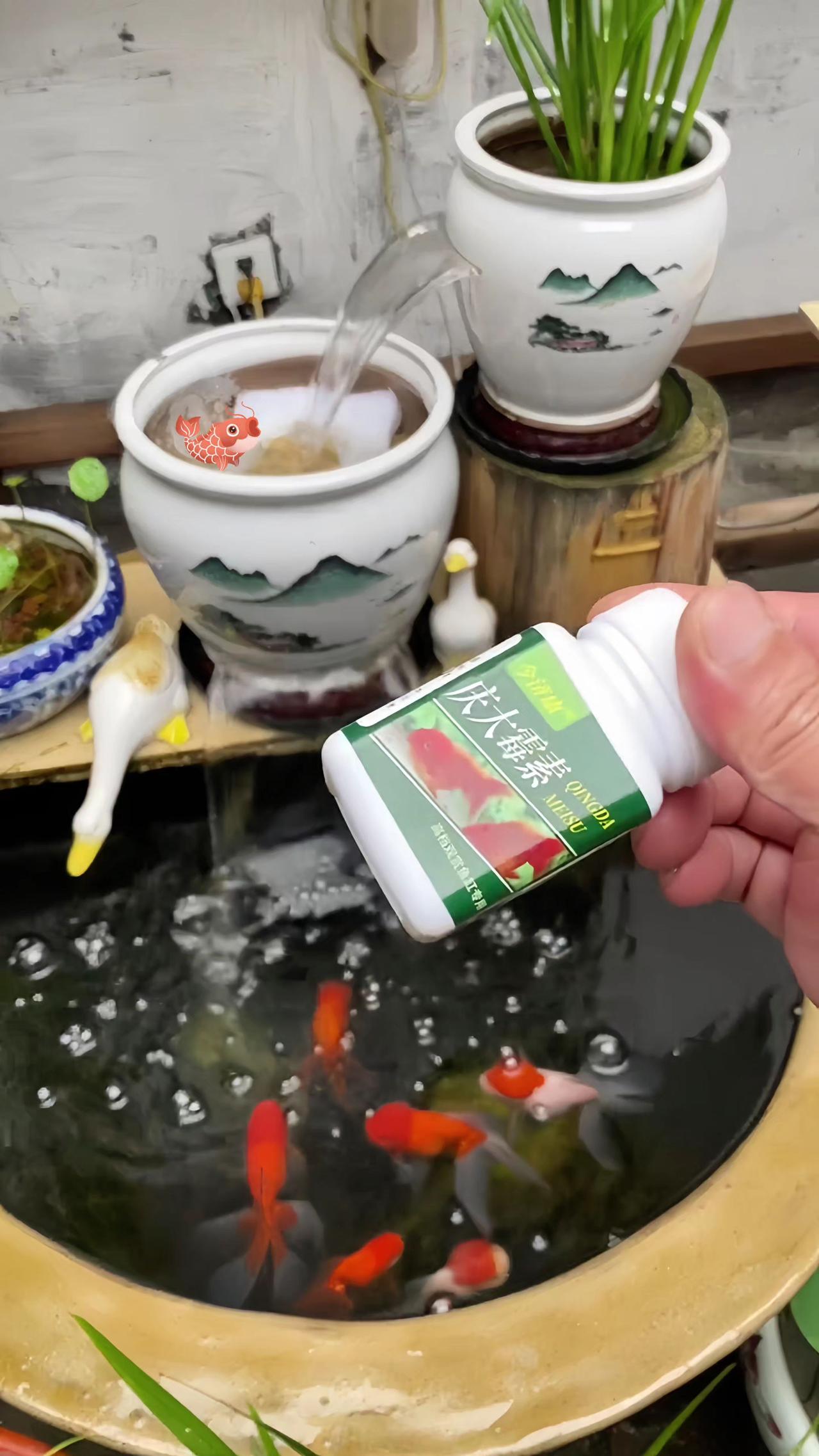 庆大霉素 养鱼日记 新手养鱼 观赏鱼 观赏鱼交叉感染