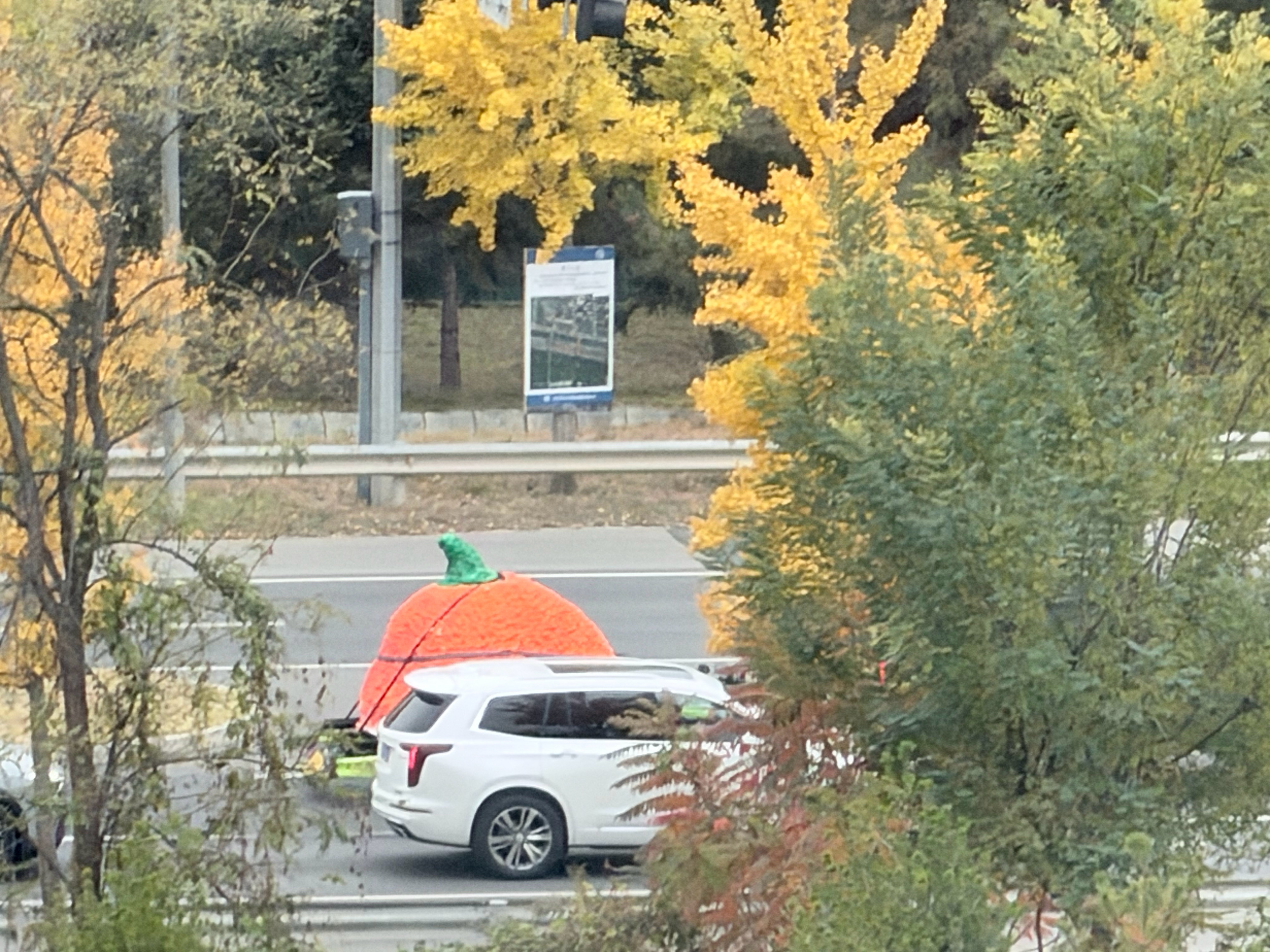 真是万圣节啊！大下午的我家楼下都跑南瓜🎃了！李楠说道[超话]李楠说道万圣节  
