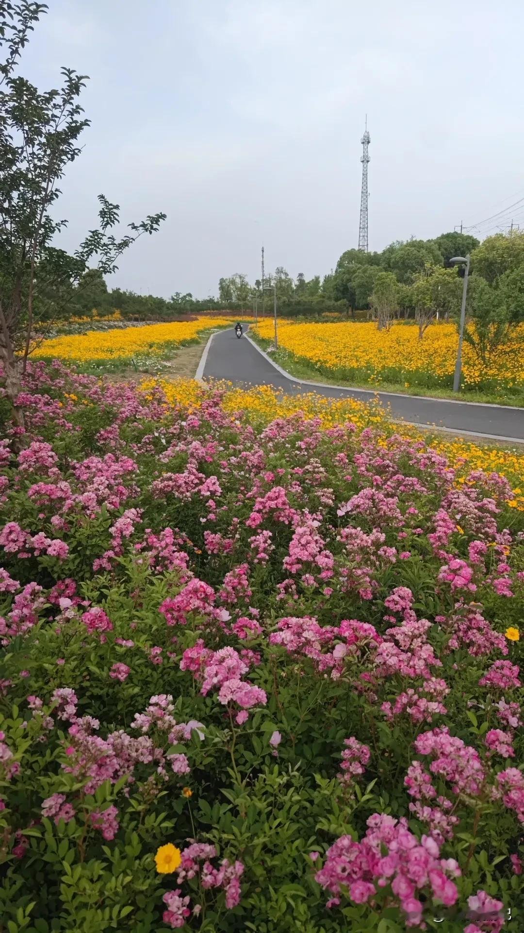 在阳澄湖半岛的静谧一隅，隐藏着一片仿佛从莫奈画中跃出的花园。这里，每一朵花、每一