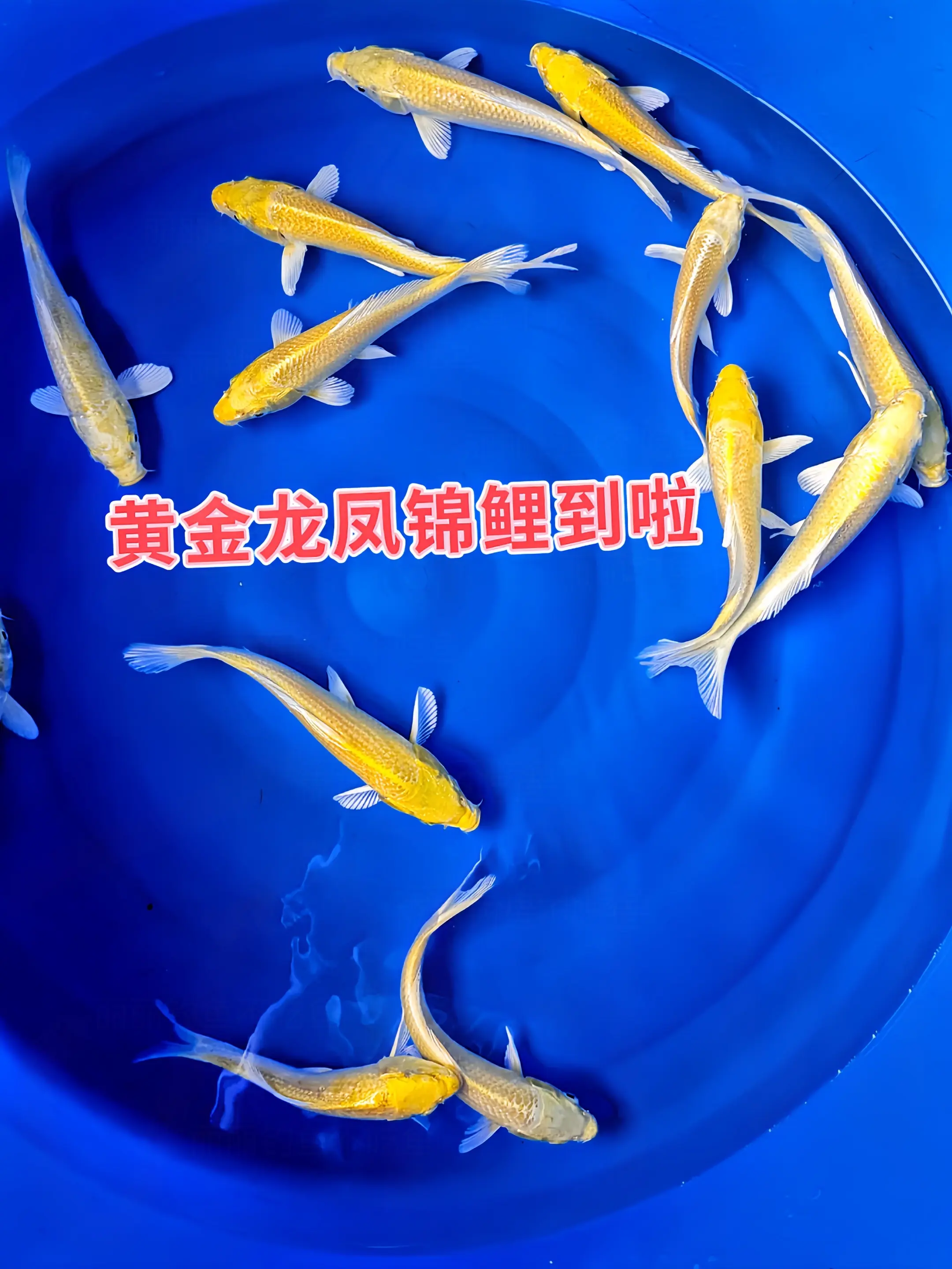 养鱼养心，黄金锦鲤是不二之选。它们优雅灵动，与水共生，在忙碌生活中，为...