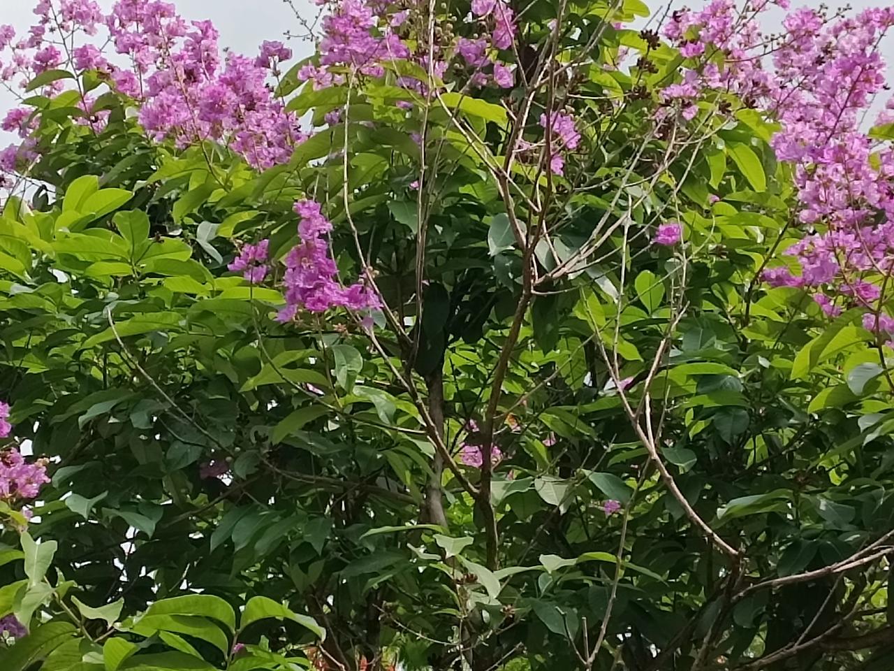 星期日下午
天气晴朗
上午下雨了
现在天晴
没有那么酷热了
哈哈，下午好