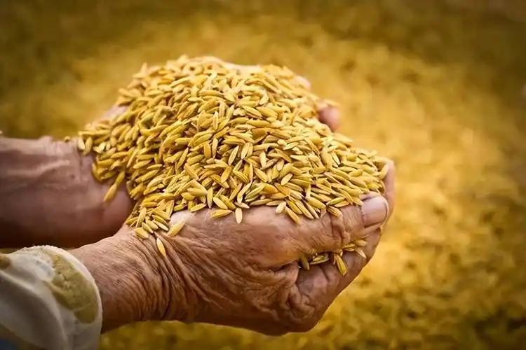 全球粮价出现大幅波动，中国粮食为何不受影响？
全球粮价一波动，很多国家的超市货架
