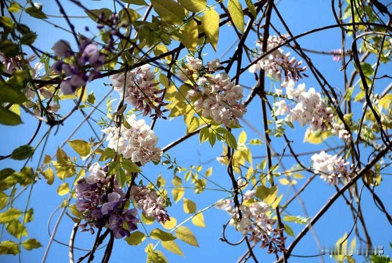 冬雪滋红梅
夏风养绿竹
晒一晒手机里的一组最美的牡丹花 
——粉色牡丹，算不算最
