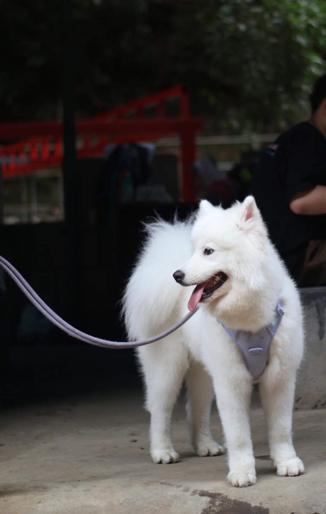 小狗见美女秒变乖巧！🐶
