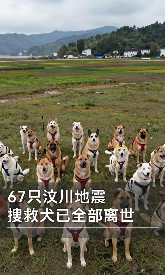 这是67只不会说话的英雄，因为在2008年四川汶川的大地震中，70的幸存者是它们
