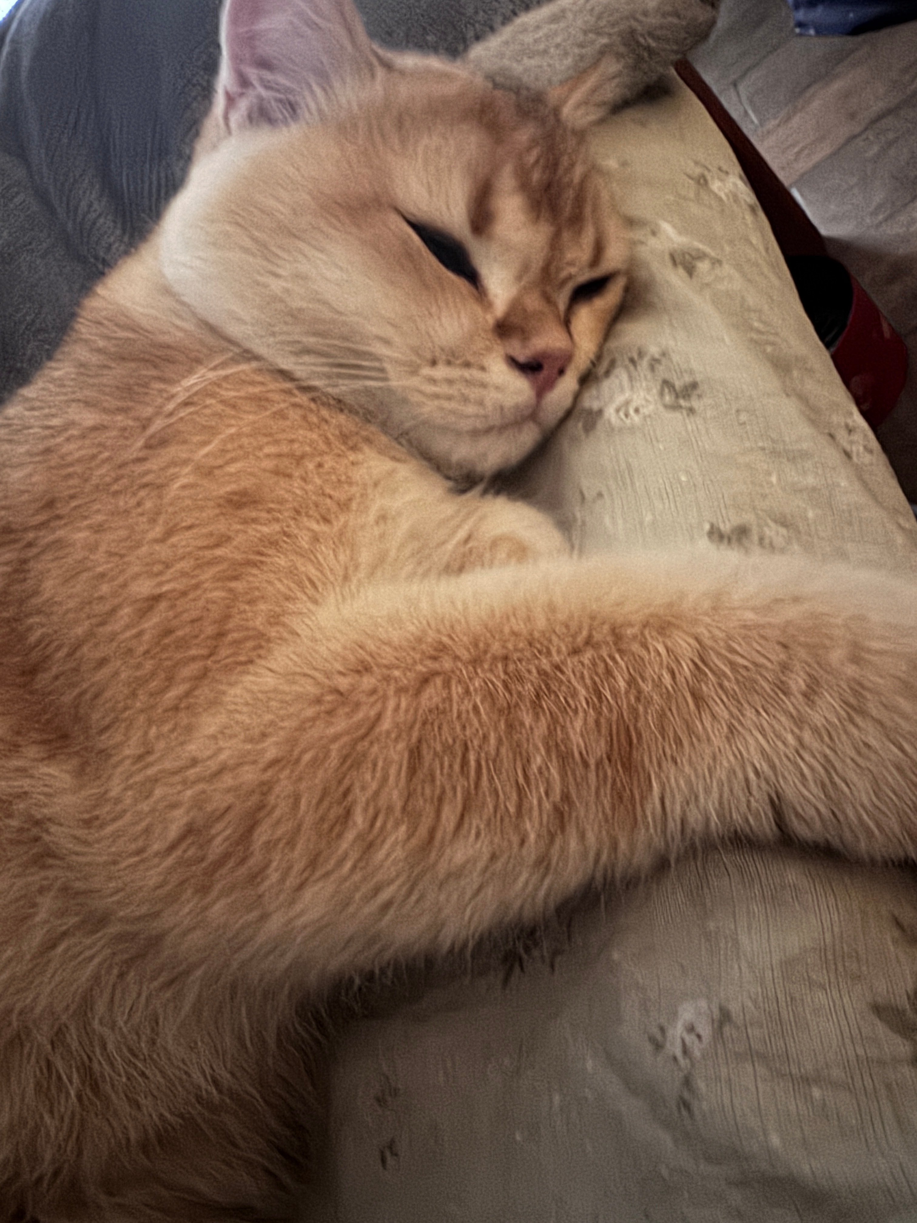 有米睡床边边上差点摔下去了，乒铃乓啷的一顿抓挠终于稳住了小身板，动静大到把我吵醒