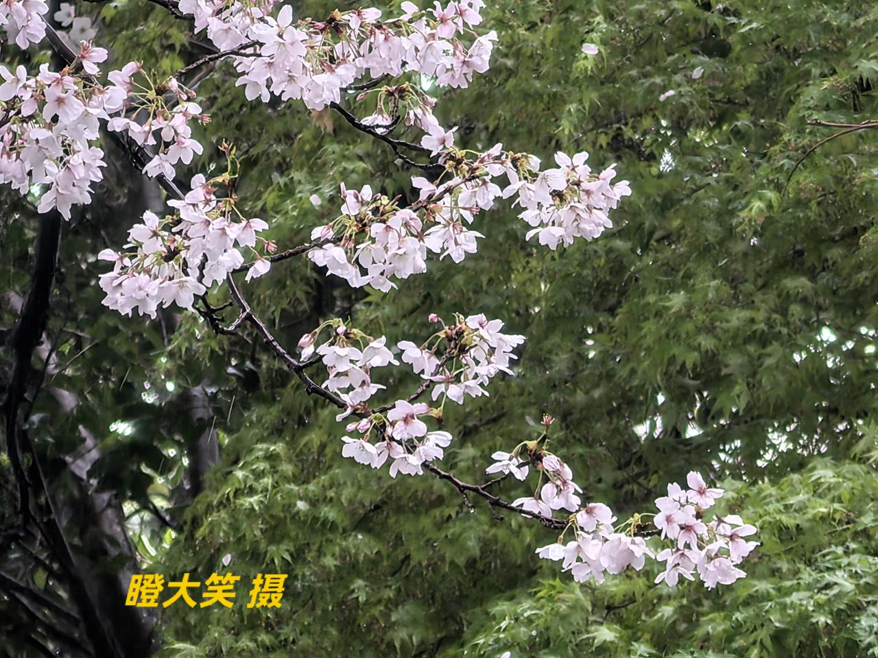 雨中樱，湿润的花瓣承着水珠，清透，像是被洗去了尘世的喧嚣。樱的花期本就短暂，再逢