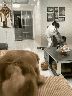 个人观点
这狗子还是别养了吧
这多吓人啊
万一误伤男主人后悔可就晚了
你们说呢？