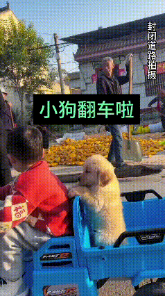 看完这段视频，养狗的人心里估计先揪了一下。
小院里晒着金灿灿的玉米，阳光暖融融的