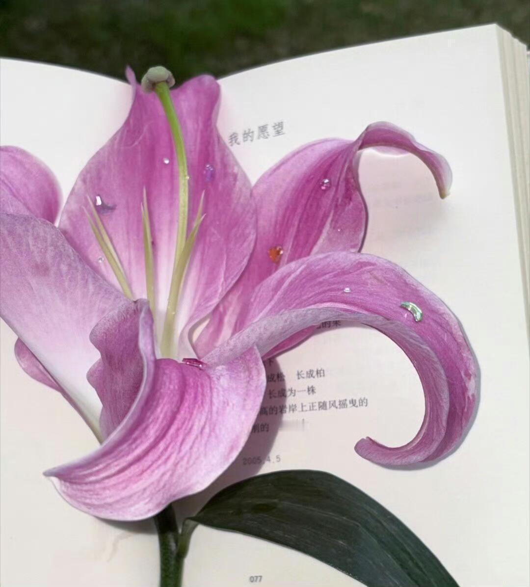 WeChat紫色系背景图～ [求关注][期待][不愧是你] ​​​