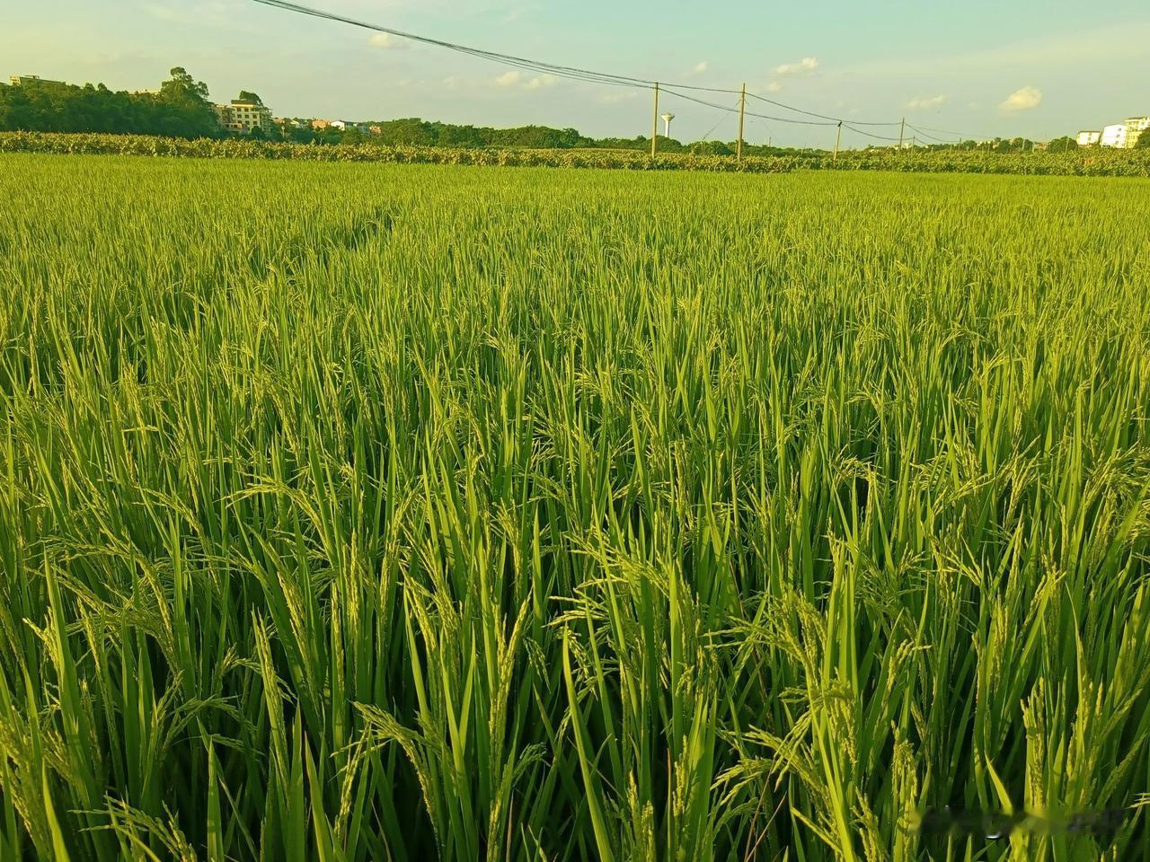 站在田埂，风很大，思绪万千，很多人谈焚烧秸秆，有几千年，实际上，不过二十年。
