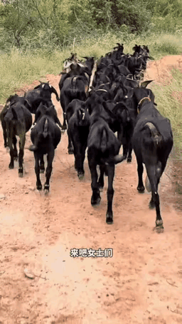 吊儿郎当的精髓一下就悟了，形象到离谱😂