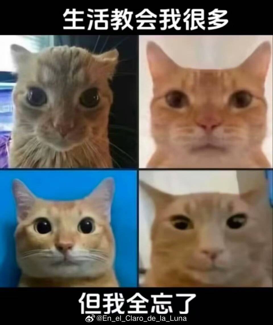 我的生活现状blackpink： 