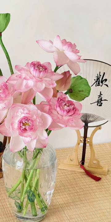 愿你这个夏天好运莲莲🪷✨ 