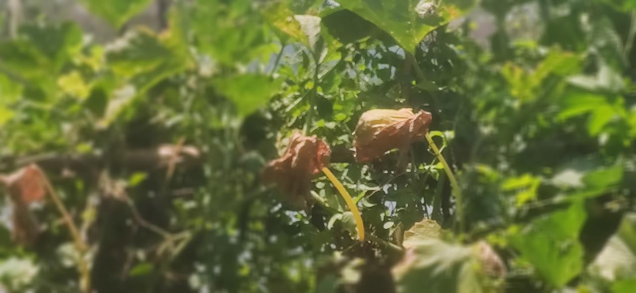 人总是这样，
朝花夕拾总觉得毫无意义，
花开正艳又无心观赏，
花有重开日，年年如