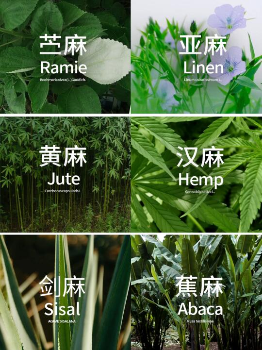 你更喜欢哪种麻