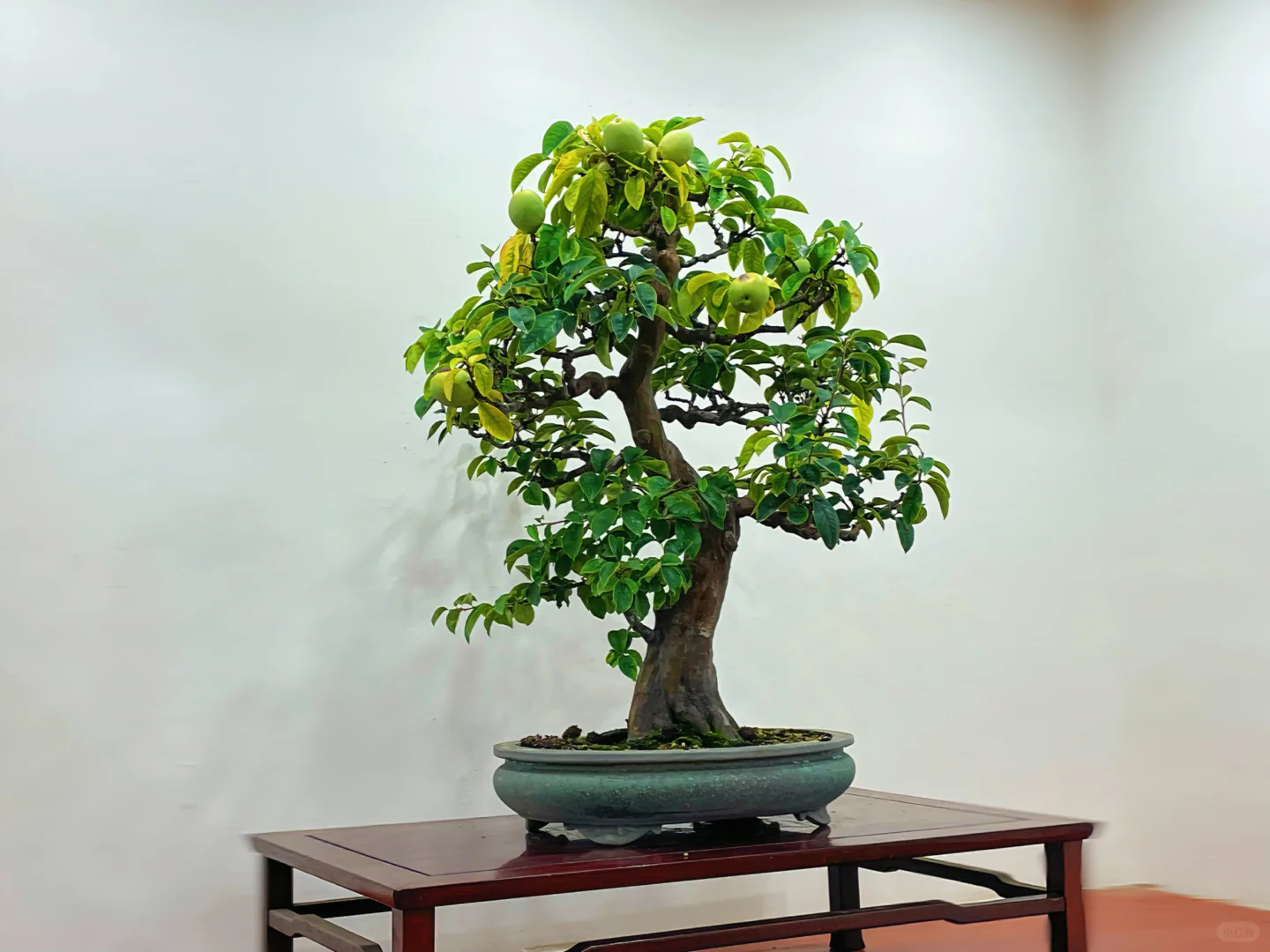 我喜欢花 但也更喜欢会结果的树