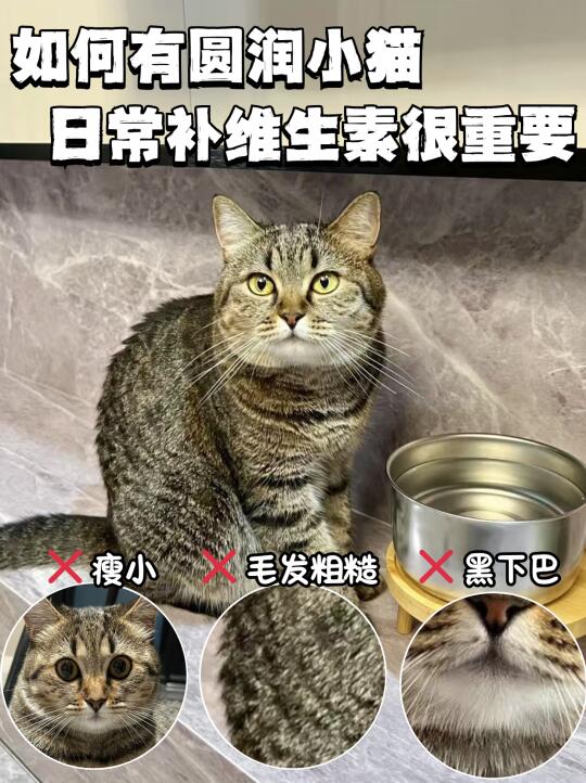 猫咪补充维生素很重要？