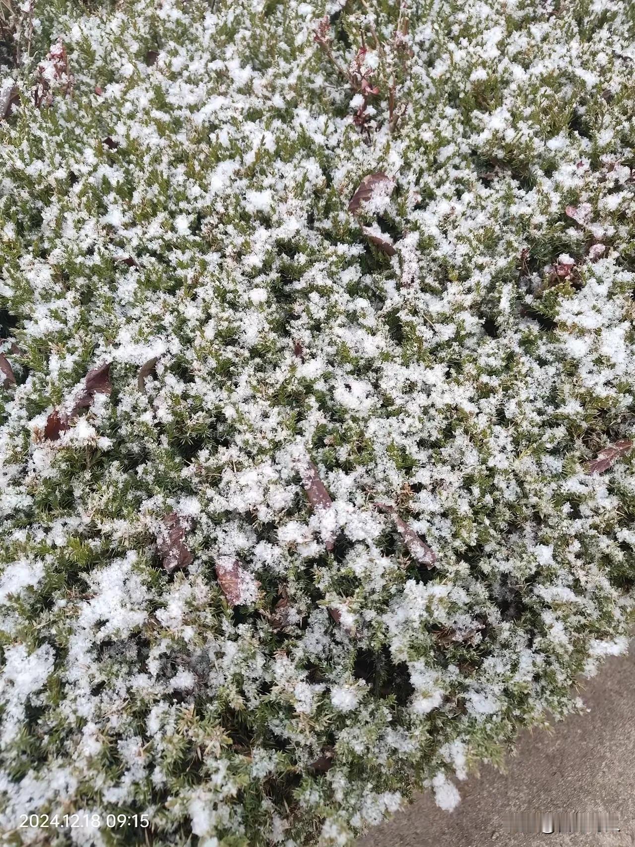 冬至正逢雪花飘，
隆冬数九人料峭。
阴极阳生夜渐短，
寒中梅花压弯腰。