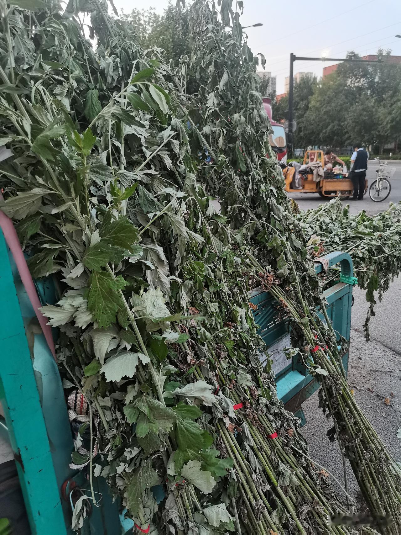 今天晚上接完孩子在路边卖这个艾了
我们这里端午节家家门口挂艾
驱蚊，辟邪滴

卖