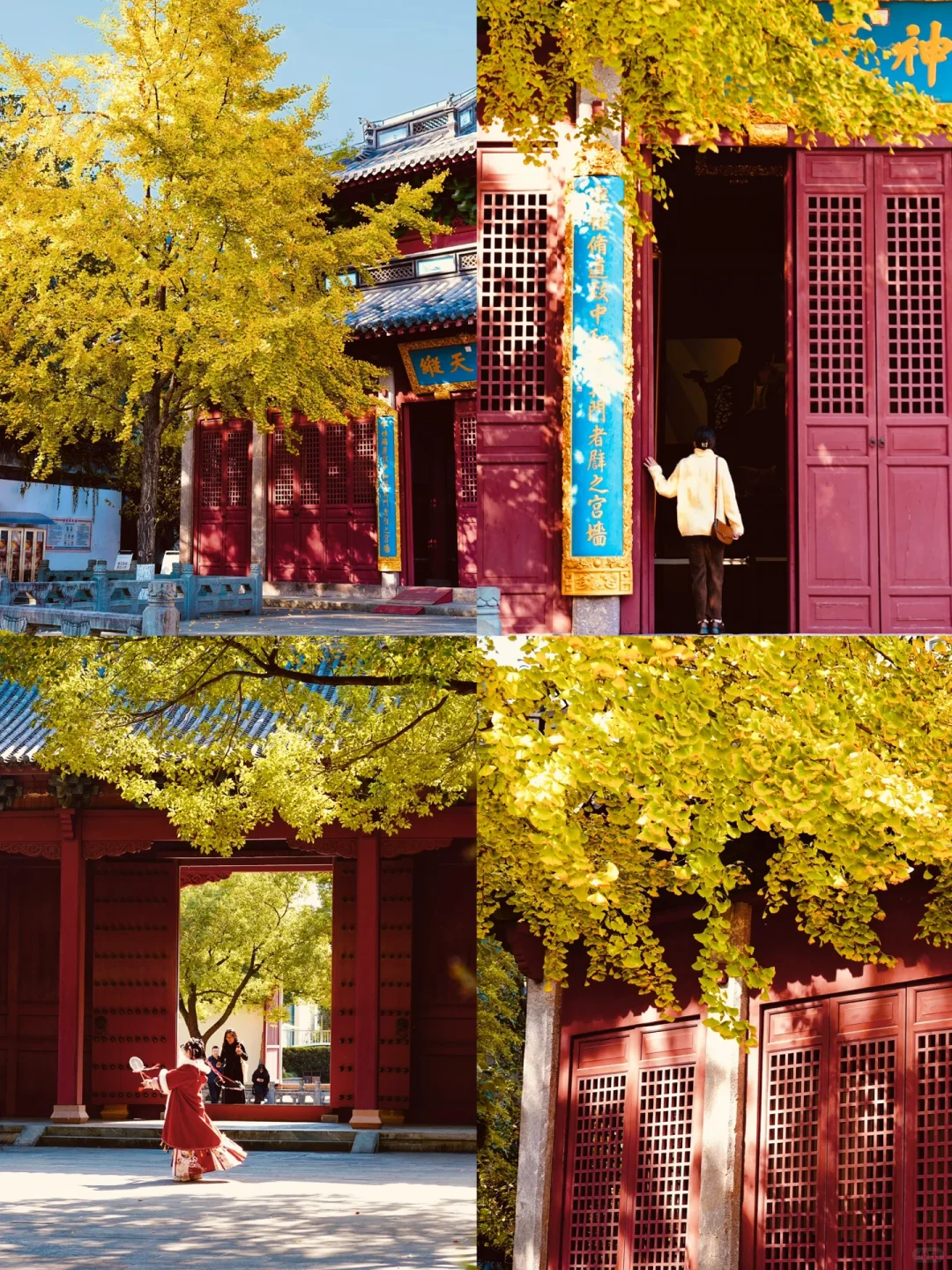 真不在北京！杭州也有自己的红墙银杏！🍂