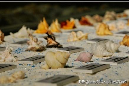 来广西自然博物馆，真能看懂贝壳的一生！就说那活化石鹦鹉螺，在地球上历经数亿年，模