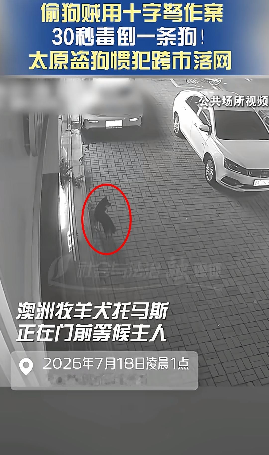 看得揪心！没想到它只是在家门口等主人，却等来了这么一个人。

山西太原，一男子躲