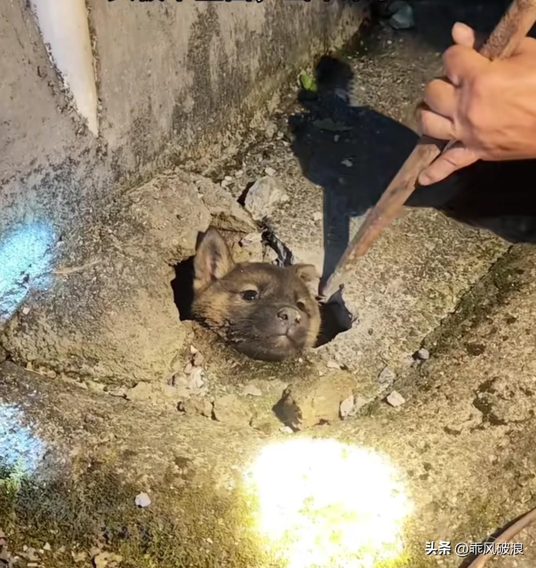 一只小狗误把洞口当成出口，结果脑袋卡在水泥块上，进不得也退不出，只能呜呜咽咽地哭