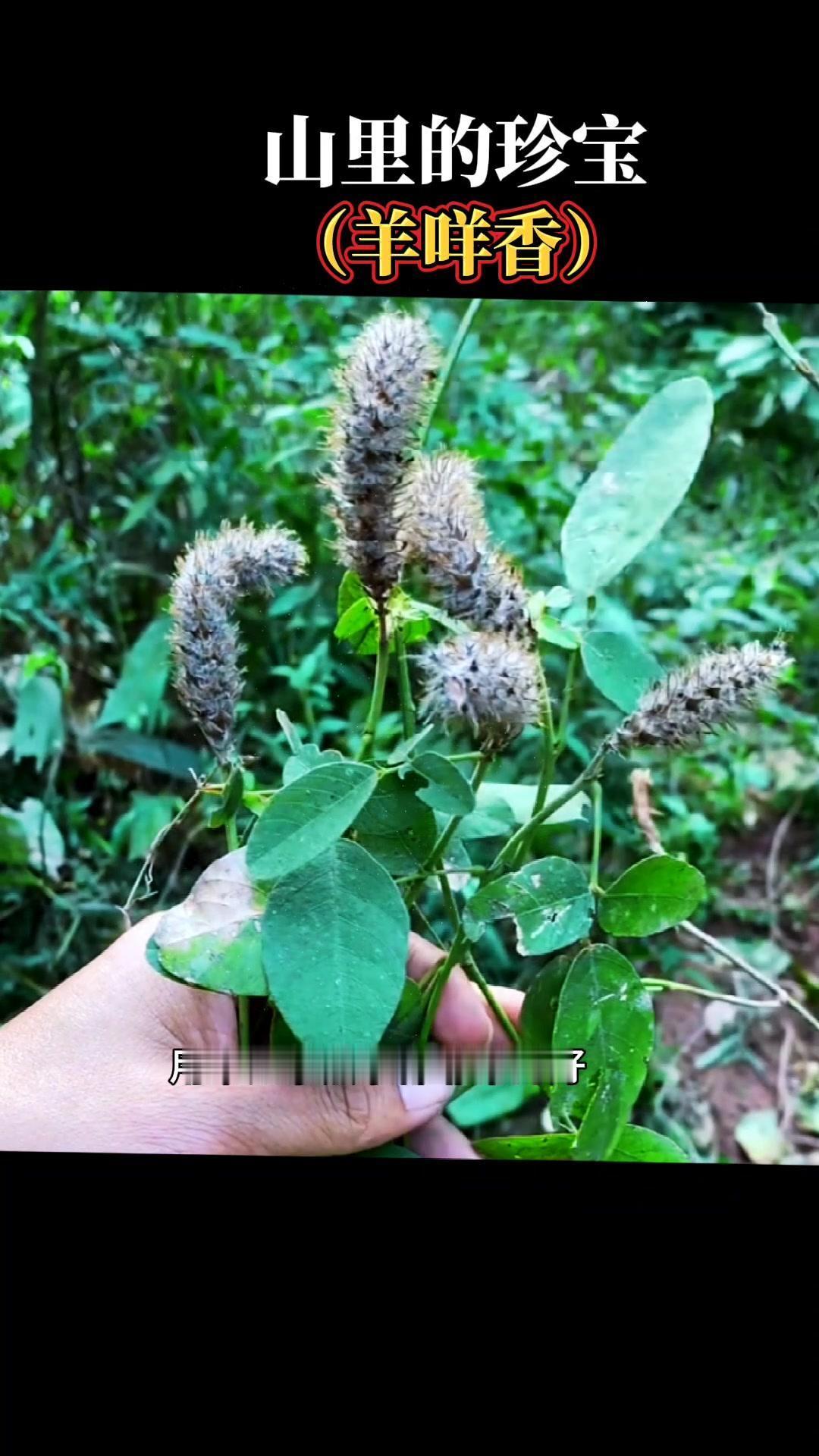 🌿认识一种神奇的山野植物羊咩香，也叫狸尾草！豆科尾豆属植物，看着普通却全身是宝
