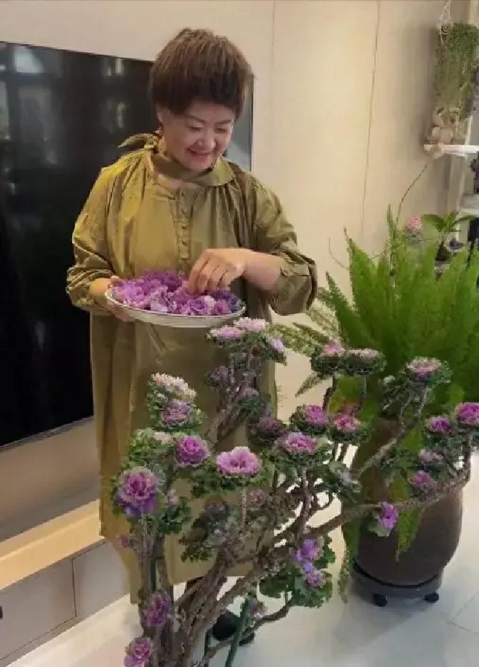 9年阳台，一株羽衣甘蓝从菜田摇身变观赏爆款，娇气植物全败下阵？这反差太狠了！
