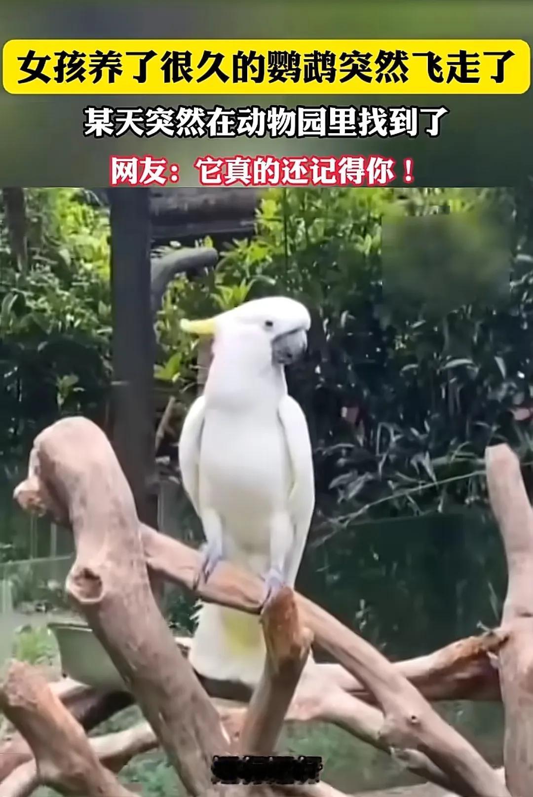 家人们，今天给你们讲个超神奇的事儿！有个女孩，养了只鹦鹉，那可是当宝贝一样，天天