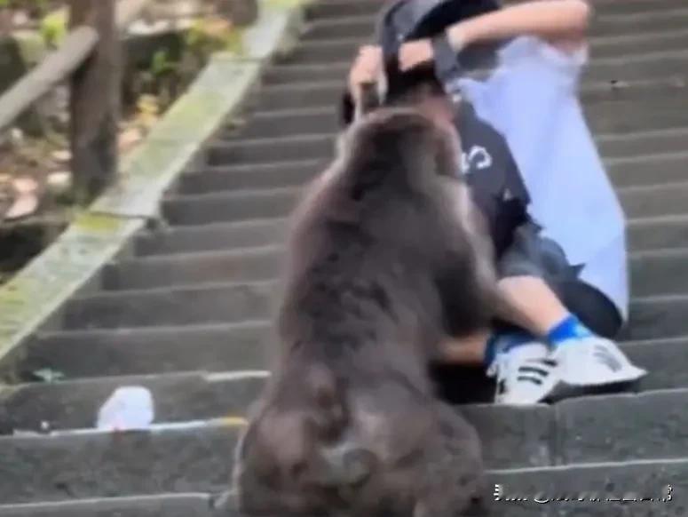 峨眉山游客逗猴反被抓伤，法院如何处理？这背后隐藏着怎样的法律与责任？
近日，一起