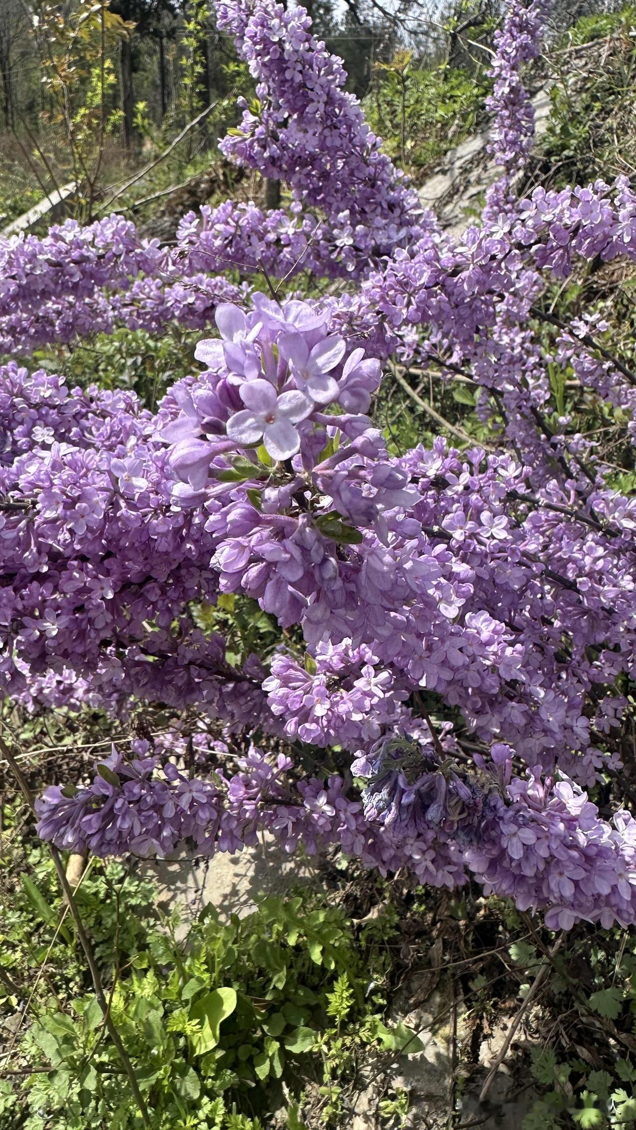 看到一丛很美的紫色小花，从小就对紫色花情有独钟，围着又是拍照又是闻，好不开心。结