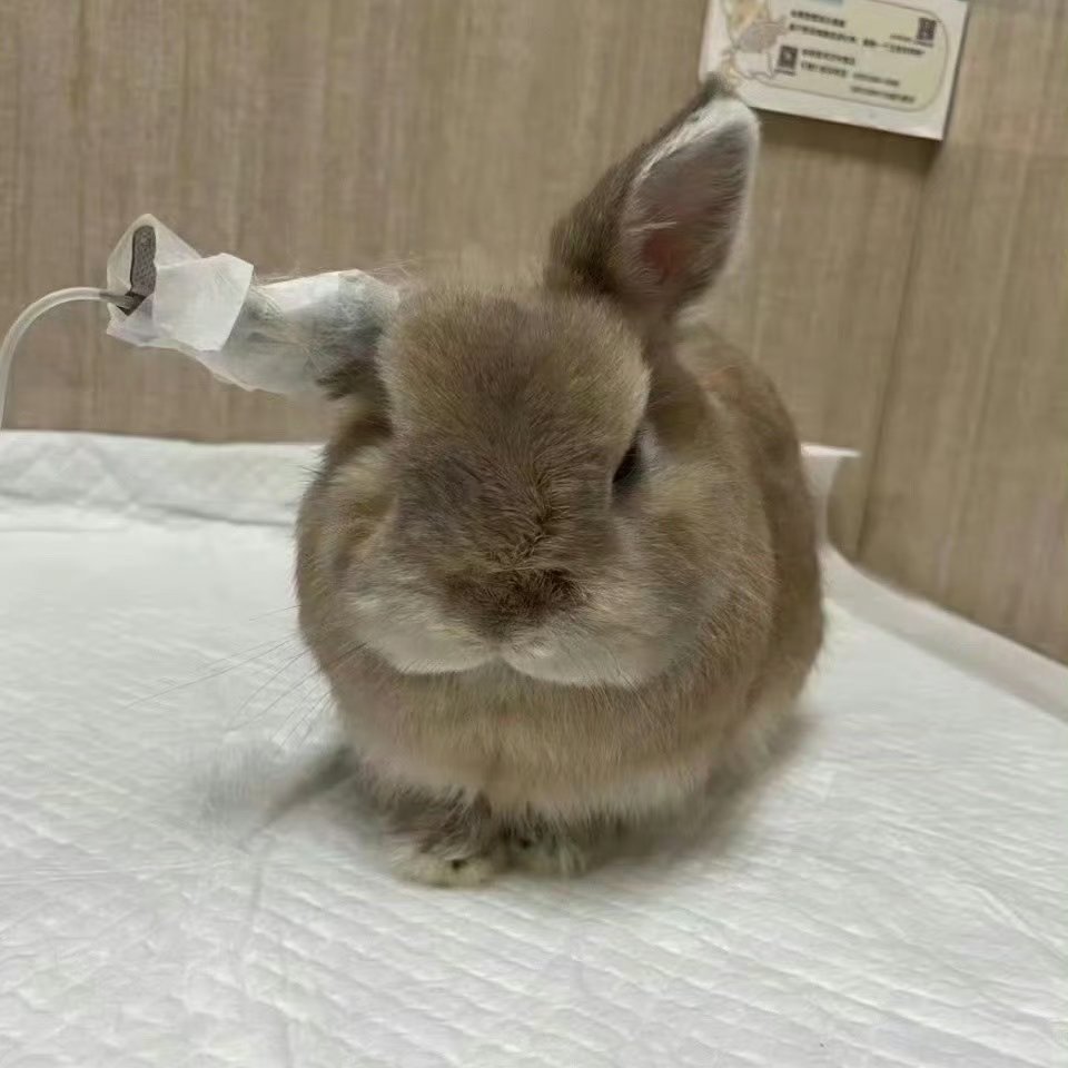 小樱怕打针💉因为兔兔是用耳朵输液的