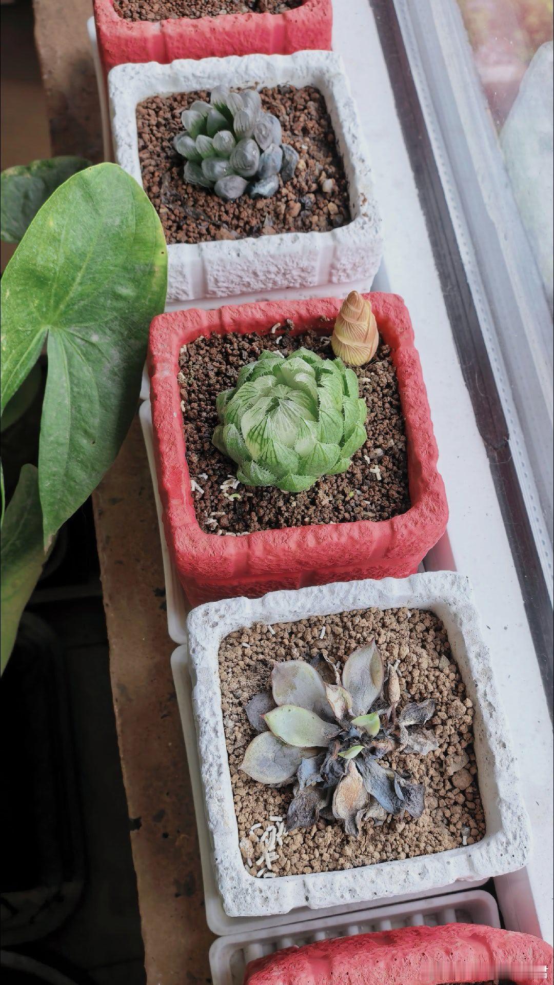 没想到啊，最后还是这冰冰透透、娇娇弱弱的玉露，扛住了这盛夏的骄阳 