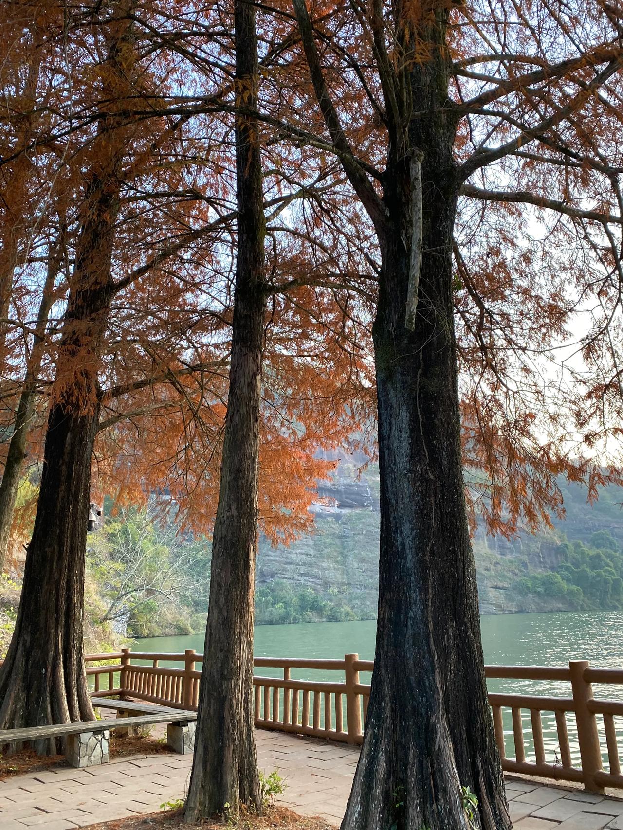 1月4日傍晚落日时分，丹霞山的落羽杉。
山美水美，落羽杉让冬日更美
随手拍风景照