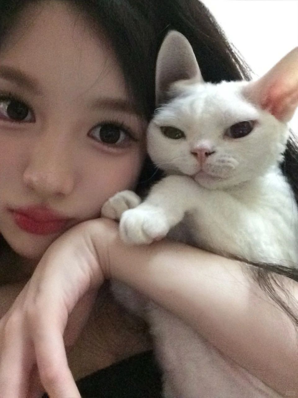 我和我的猫